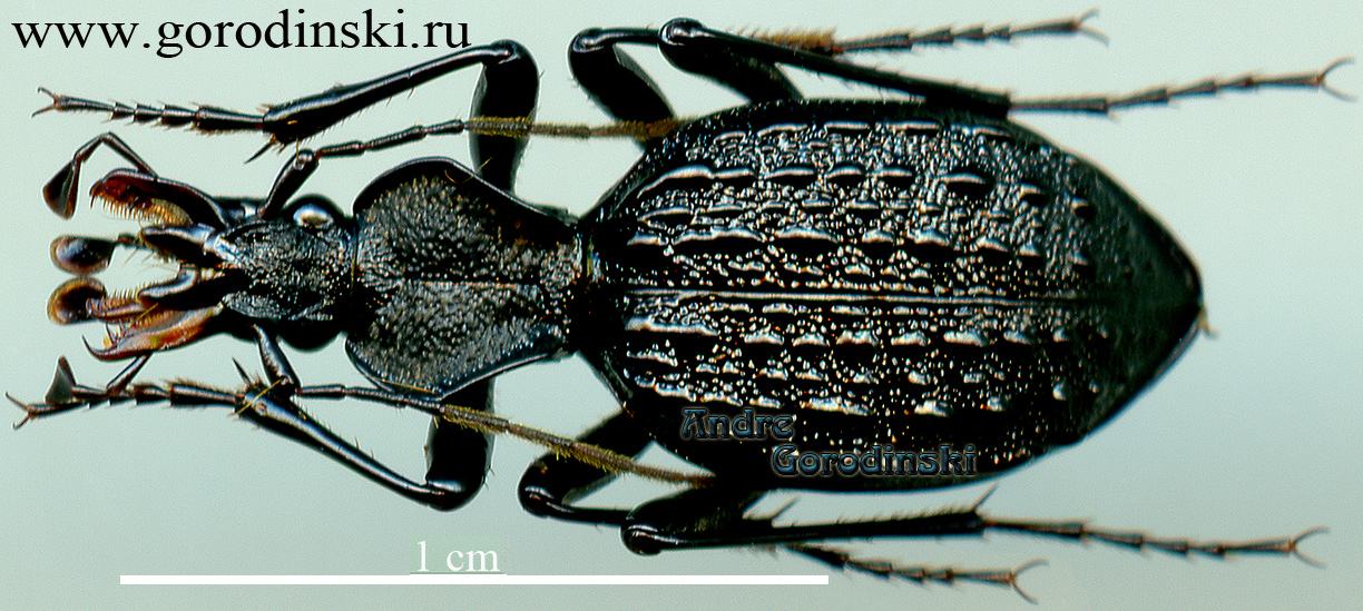 http://www.gorodinski.ru/carabidae/Cychrus furumii minshanicus.jpg